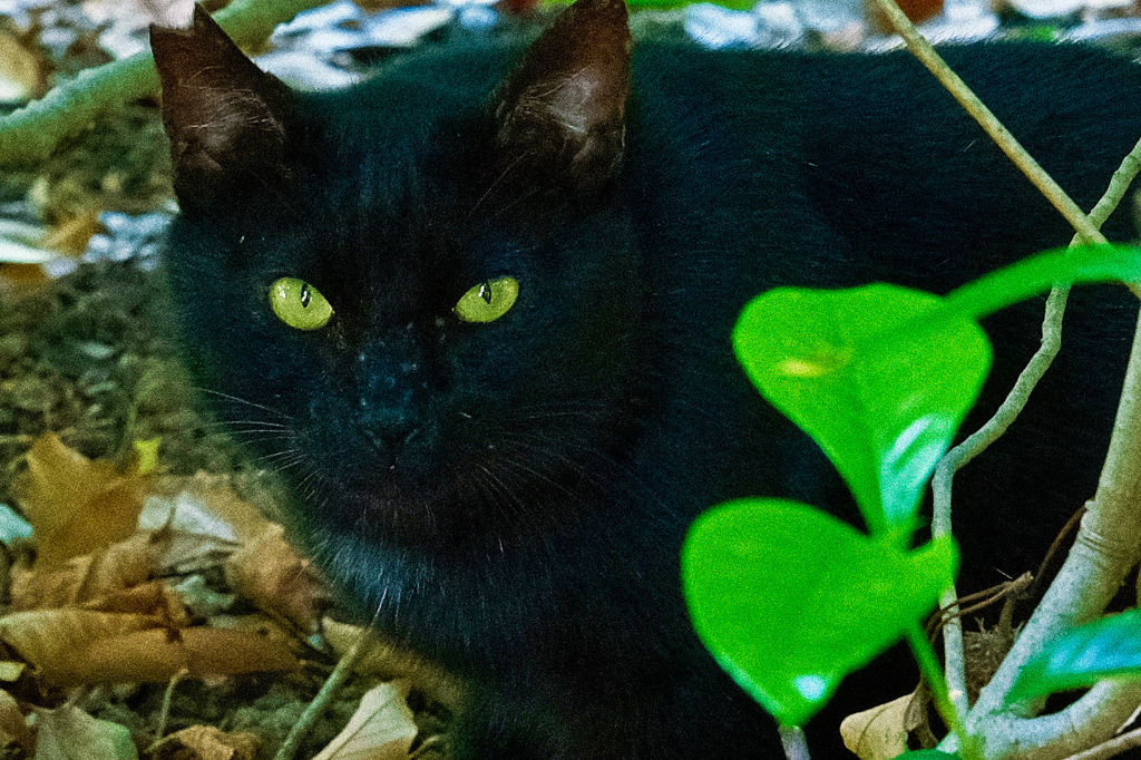 公園で出会った　GREEN　EYES