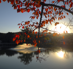 長岡天満宮八条ケ池桜葉の紅葉