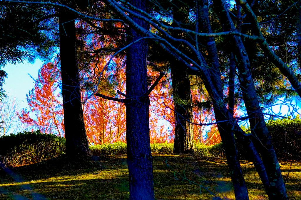 けいはんな記念公園の秋