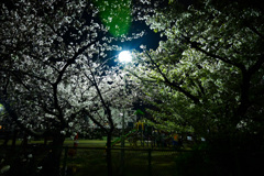 公園の夜桜