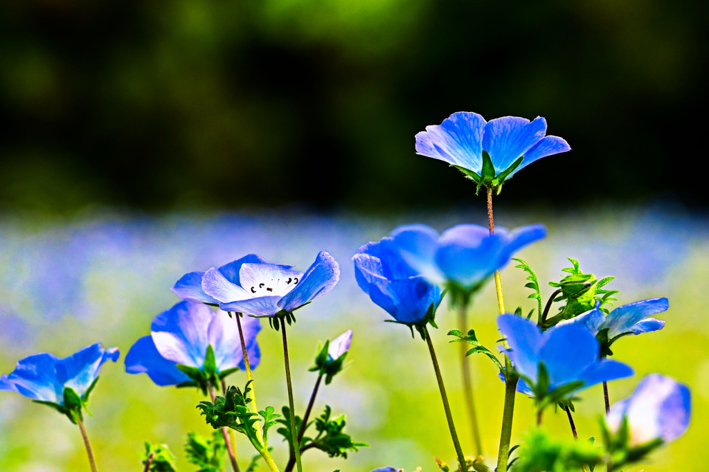 万博花の丘ネモフィラ