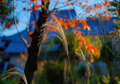 桜葉紅葉とススキ