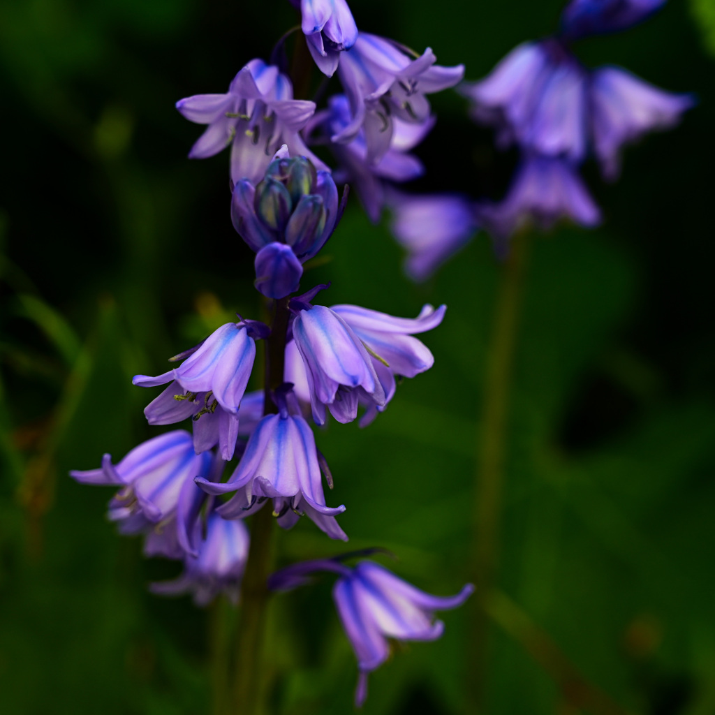 堤の花