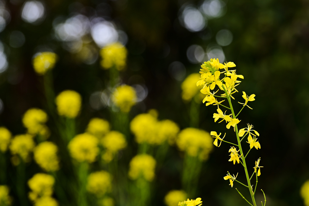 菜の花