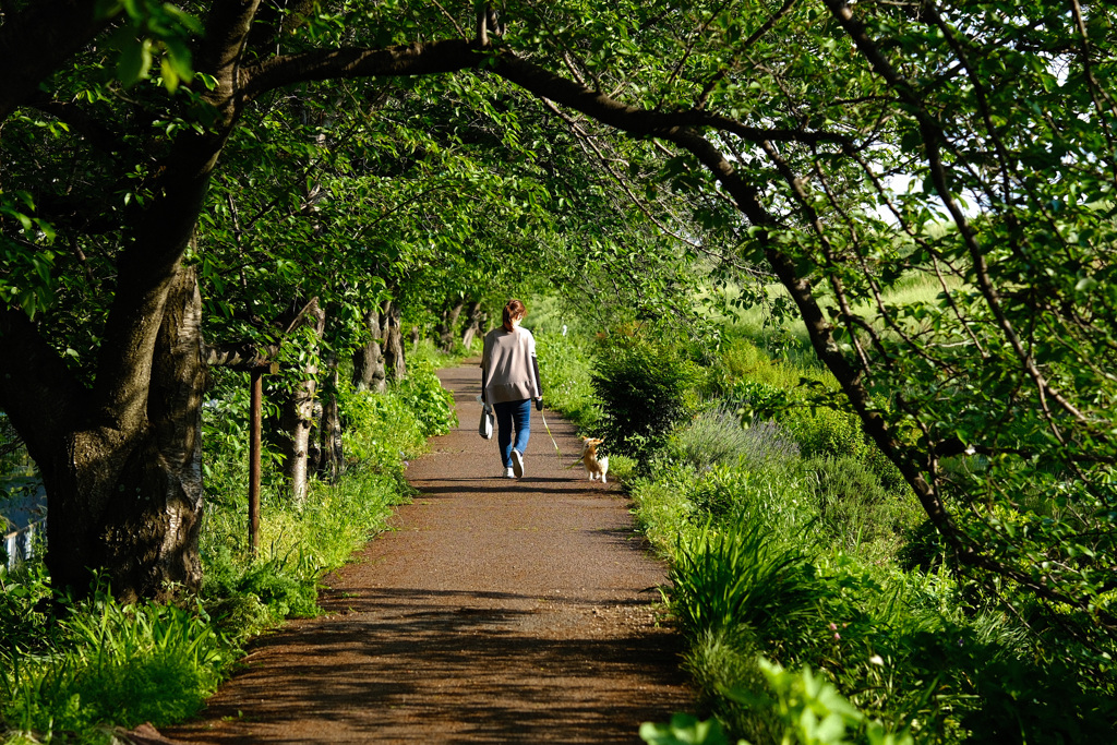 堤を犬と散歩