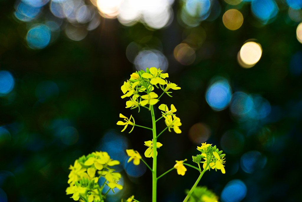 菜の花