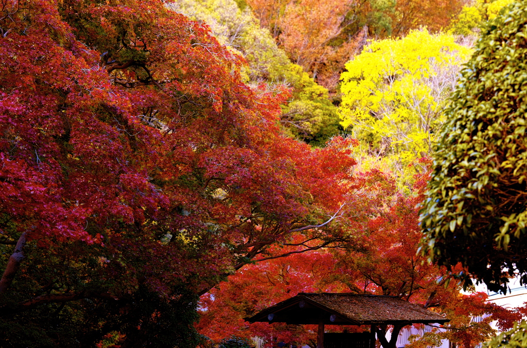 大山崎山荘美術館庭園