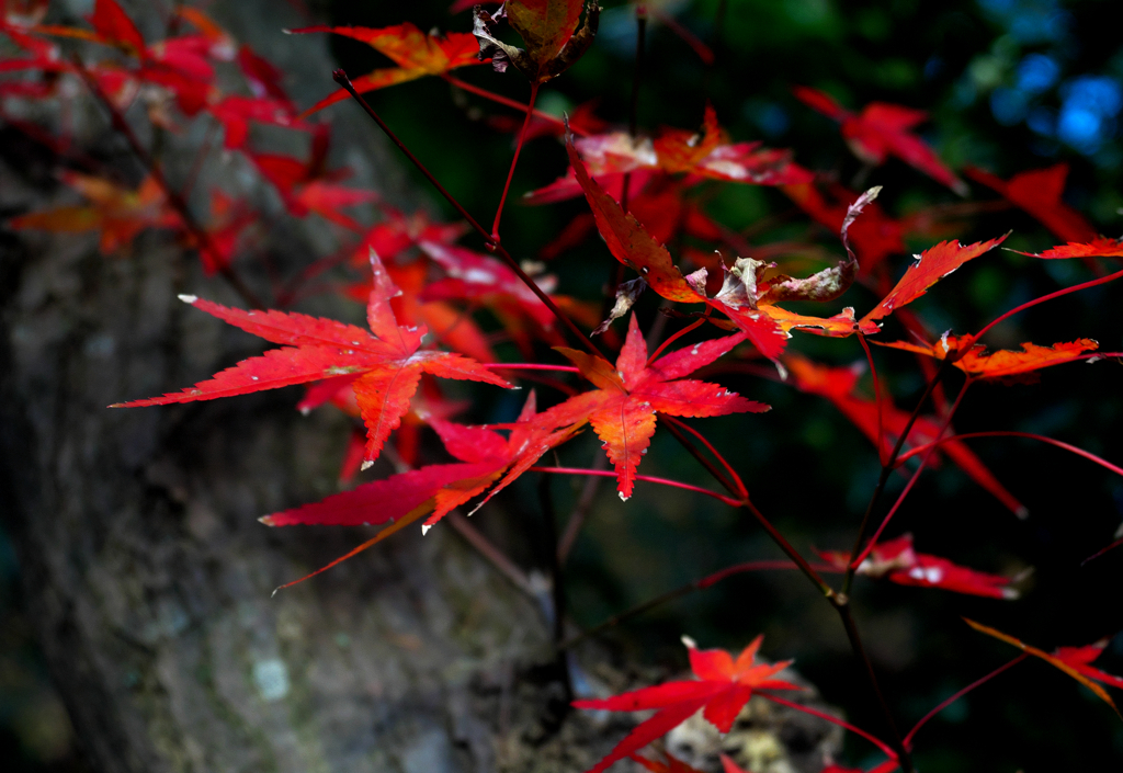 紅葉