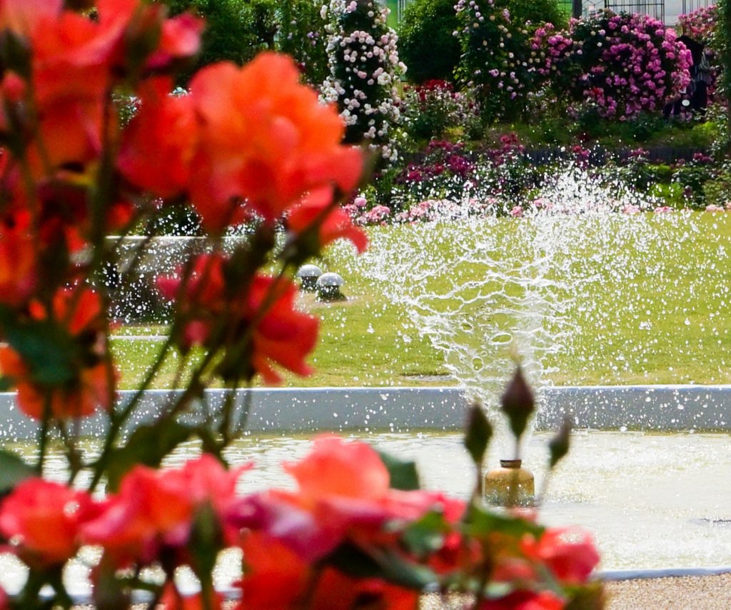 薔薇園の薔薇と飛び散る噴水