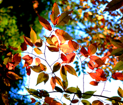桜葉紅葉