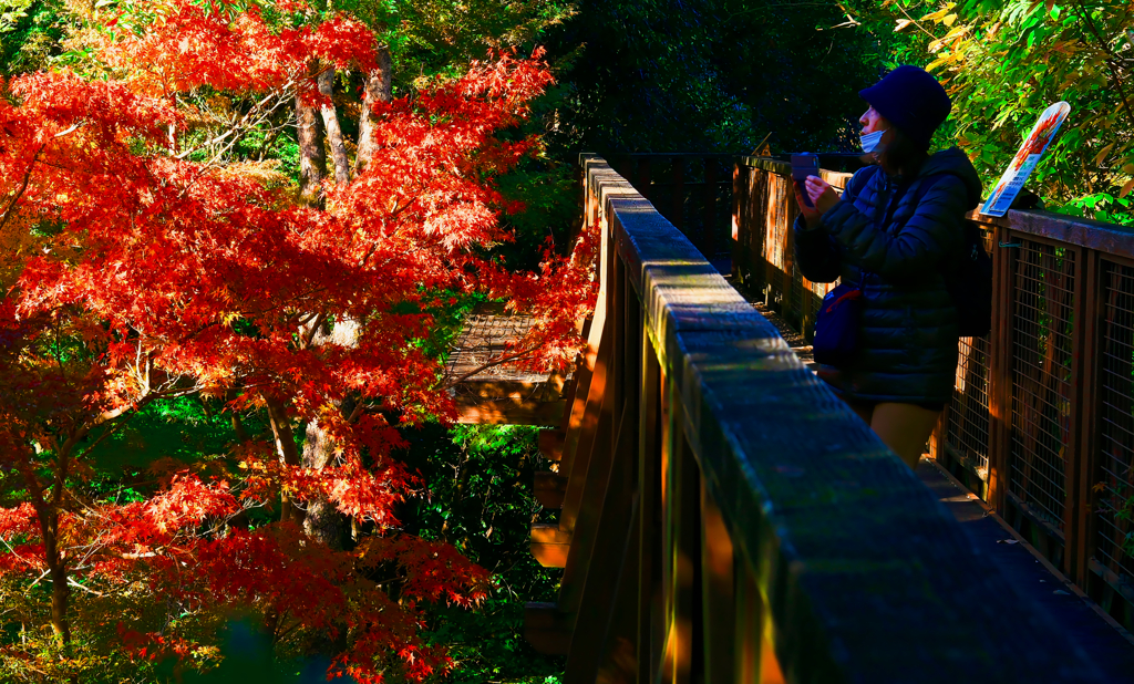 自然文化園空中観察路からの紅葉