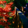 自然文化園空中観察路からの紅葉