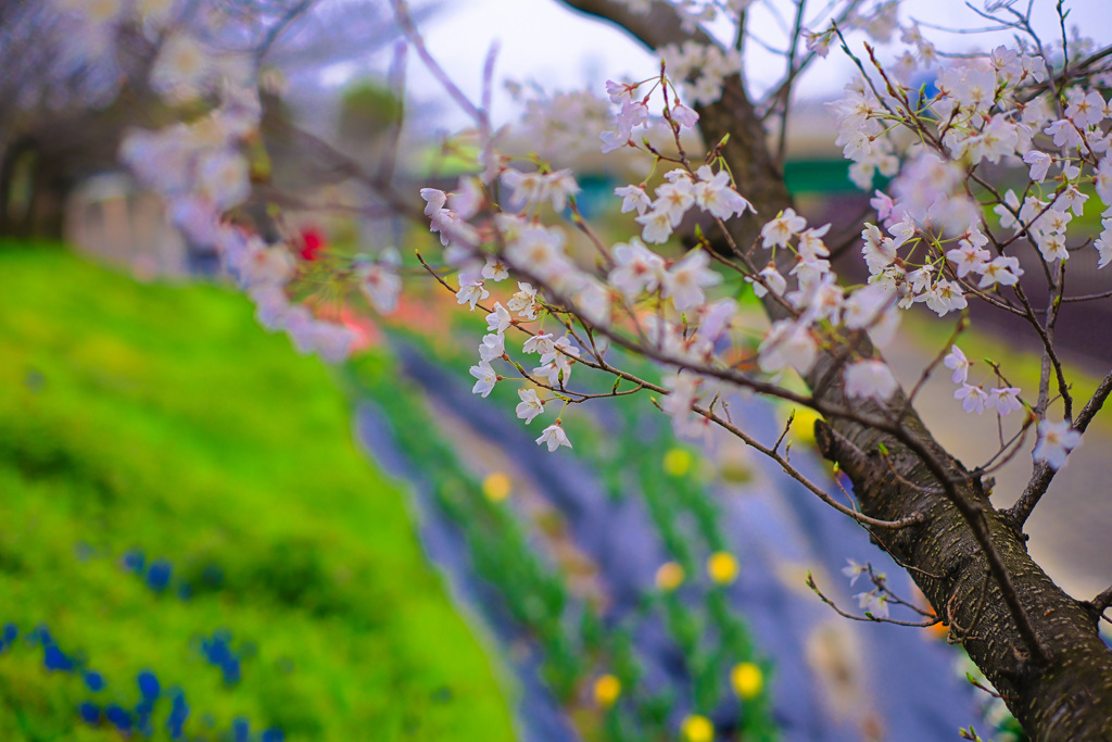 堤の桜とチューリップ