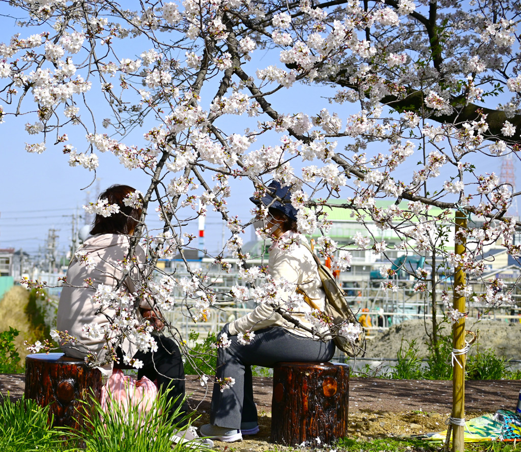 桜の樹の下話も弾む