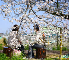 桜の樹の下話も弾む