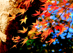紅葉