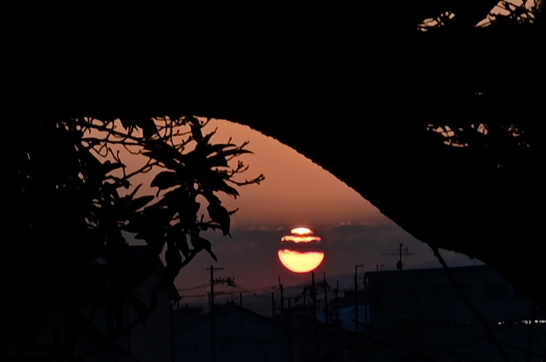 木々の隙間に夕陽が沈む