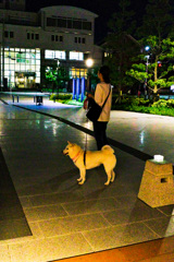 高槻城公園入口　夜の散歩