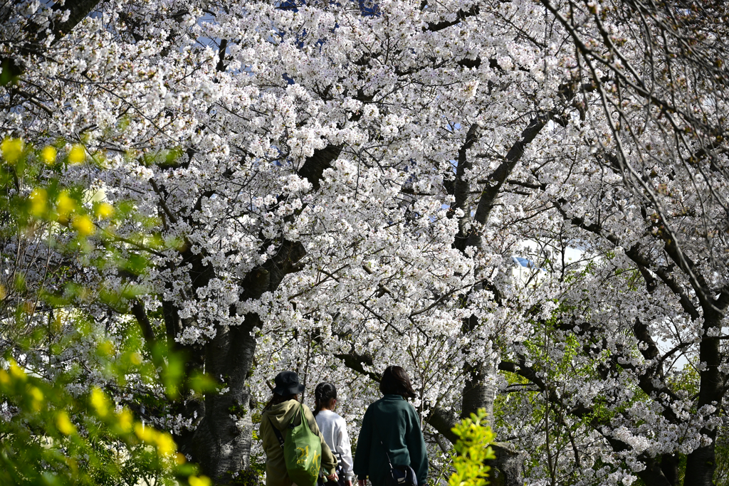 桜満開