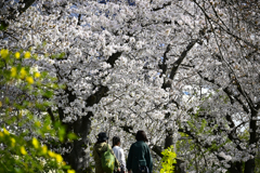 桜満開