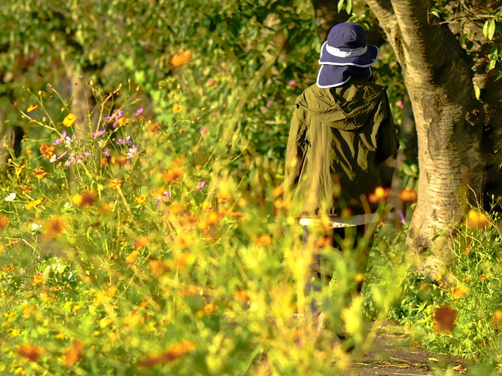 水路の菜の花群生と女性