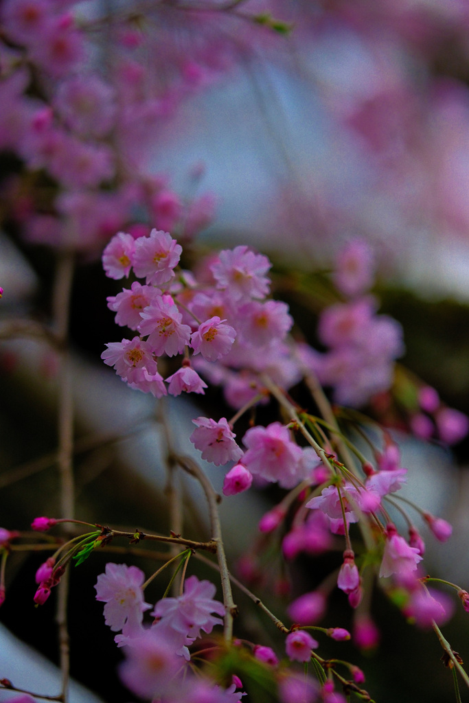 堤のしだれ桜