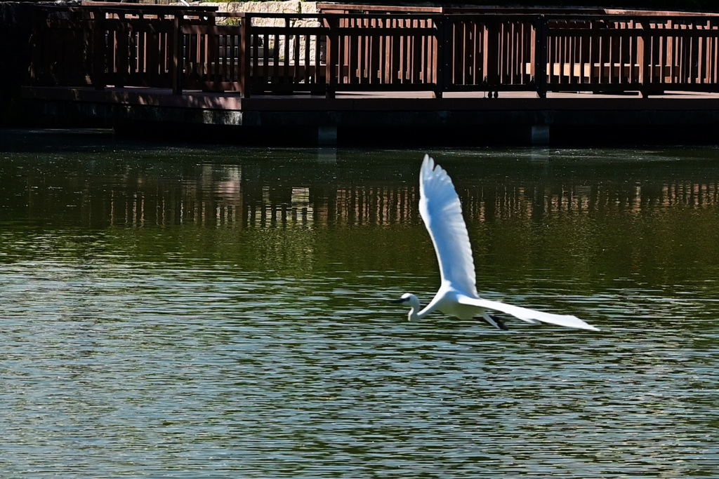 シラサギ