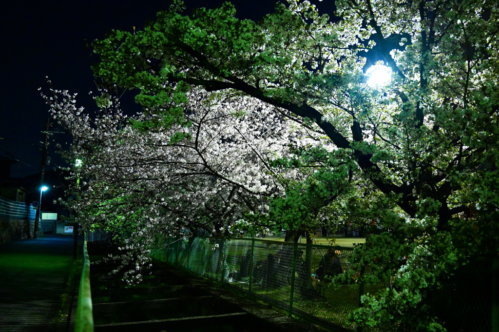 公園の夜桜