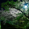 公園の夜桜