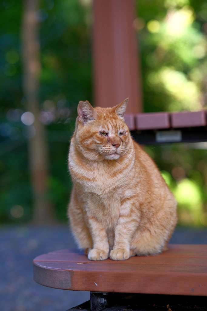 公園にいるいつもの君