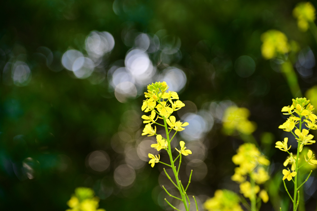 菜の花