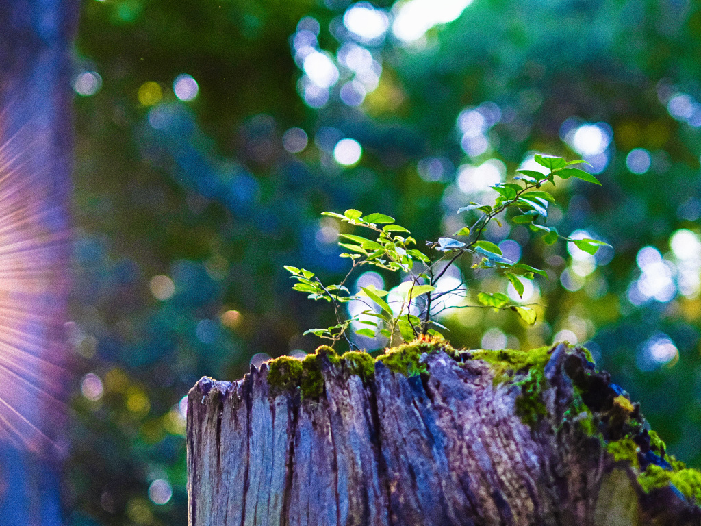 万博公園にたくましく