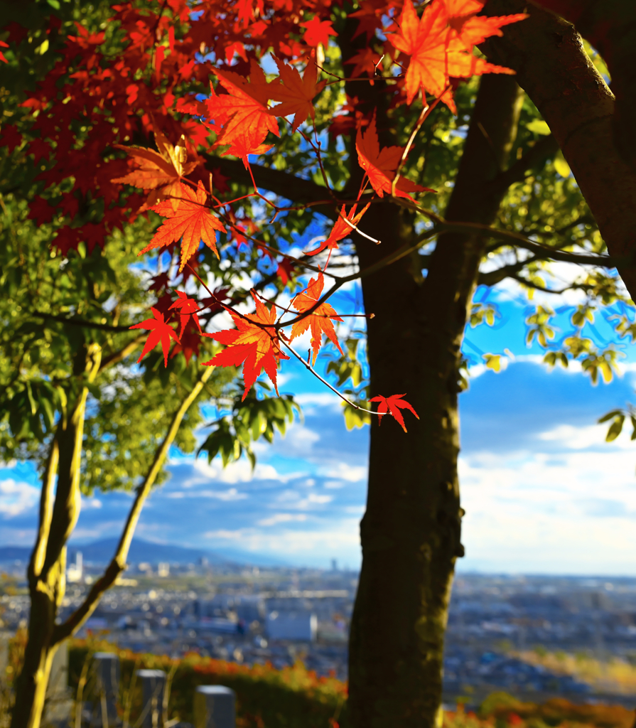 市街地遠景と紅葉を楽しむ