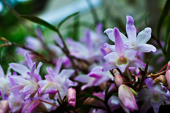 自宅の花