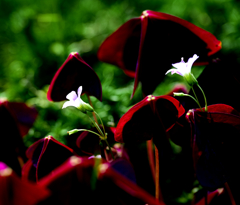 紫の舞(花名)