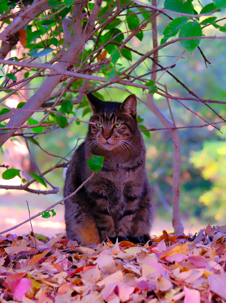 公園にいるいつもの君