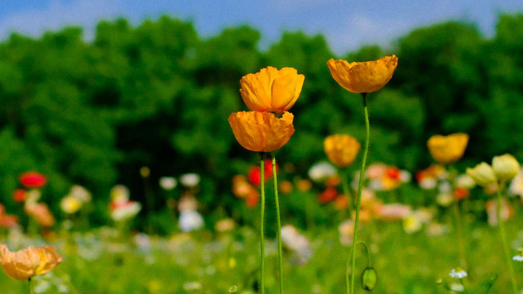 花の丘　ポピー