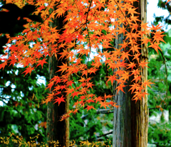 紅葉