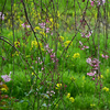 枝垂桜と菜の花