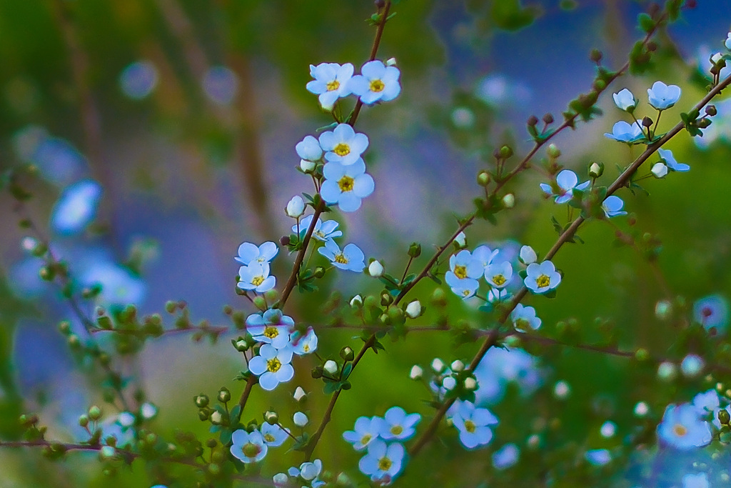 水路の小さな花がたくさん付いている木