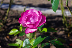 薔薇園のバラ