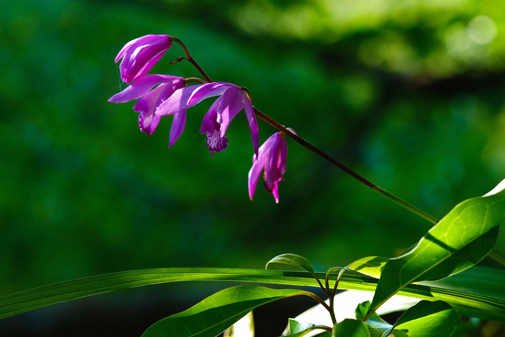 堤にけなげに咲く花