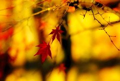 紅葉