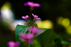 公園の花