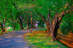桜並木道にも秋の気配