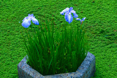 菖蒲