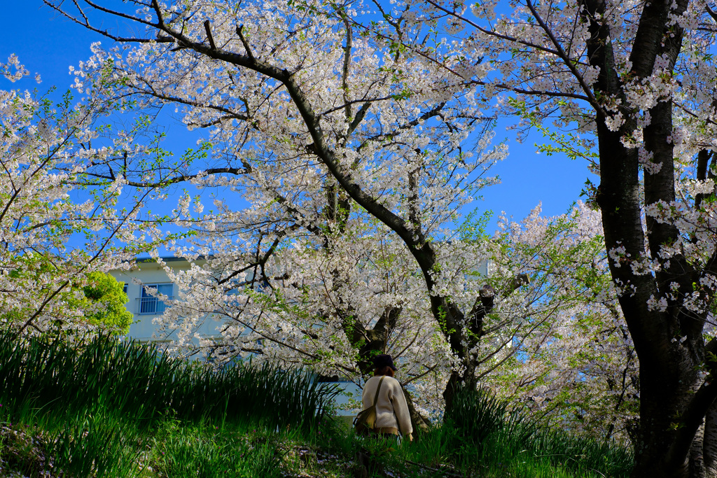 憩いの桜並木