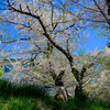 憩いの桜並木