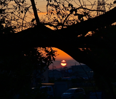 木々の隙間に夕陽が沈む