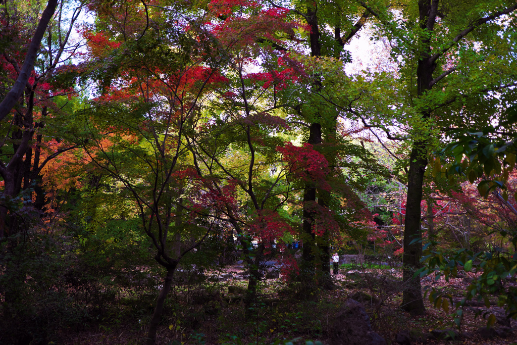 万博公園の巨木紅葉とひと